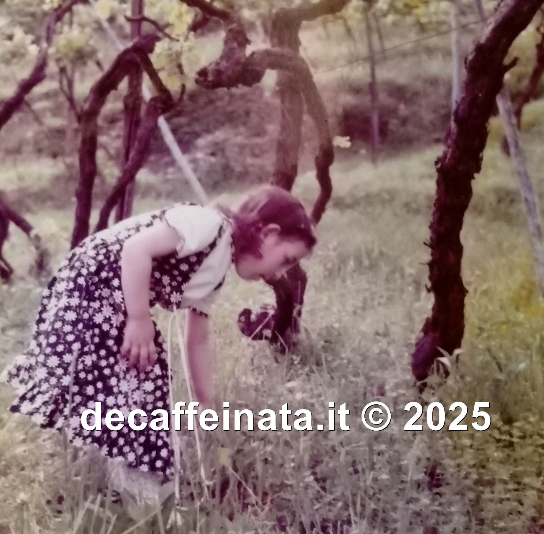 Potrei dire, 1971-72, a caccia  di qualche insetto. Oppure avevo individuato un topolino.